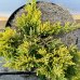 Borievka rozprestretá (Juniperus horizontalis) ´GOLDEN CARPET´, ø 20-30 cm, kont. C2L